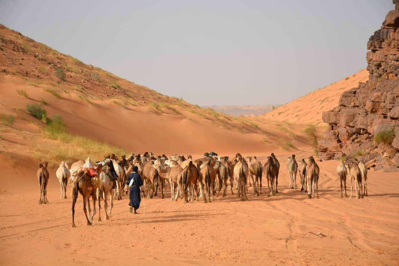 Troupeau de dromadaire à la passe de Tifoujar.