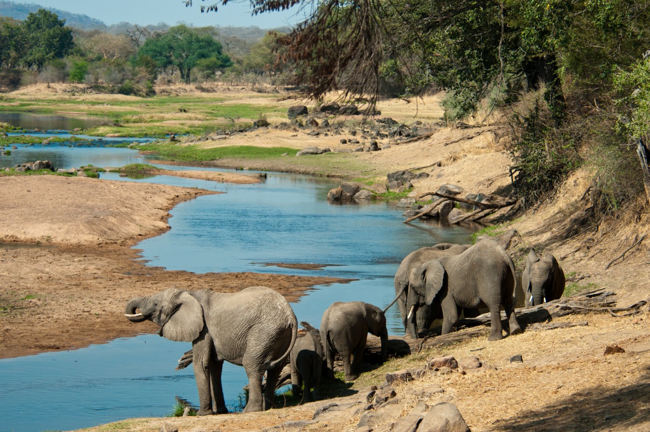 Éléphants du parc national de Ruaha.