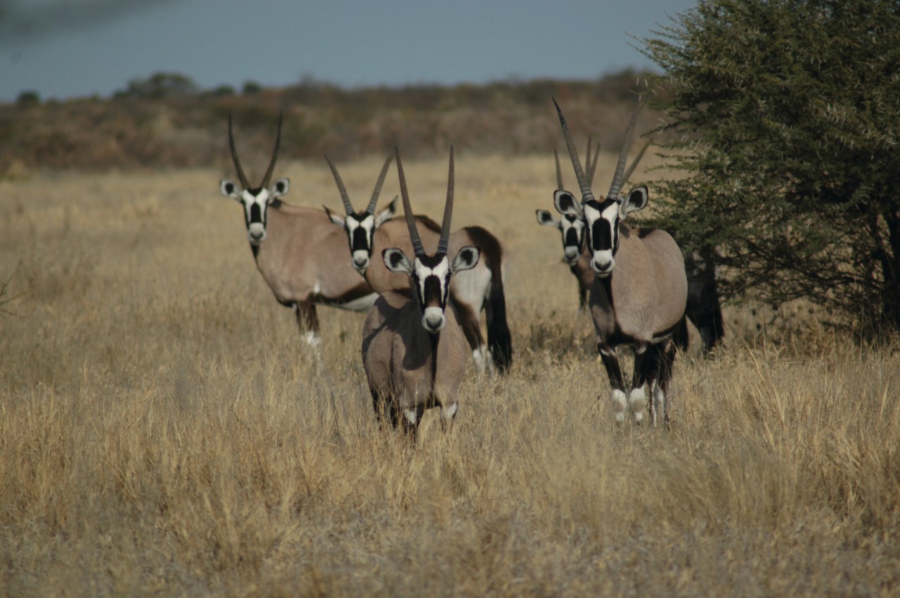 Oryx au Central Kalahari Game Reserve.