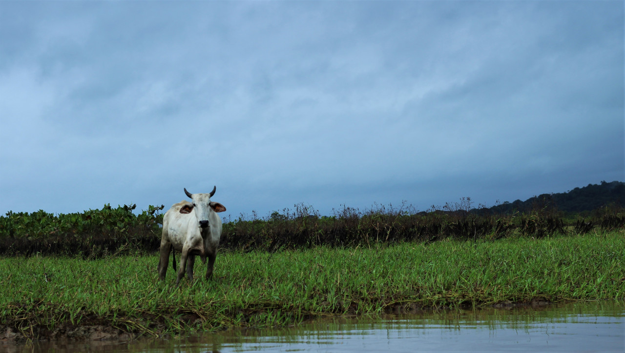 <p>Marais de Kaw.</p>