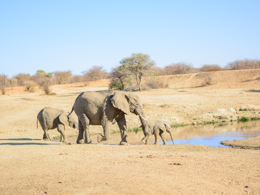 埃托沙国家公园（Etosha Natioanl Park
