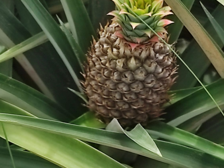 香蕉