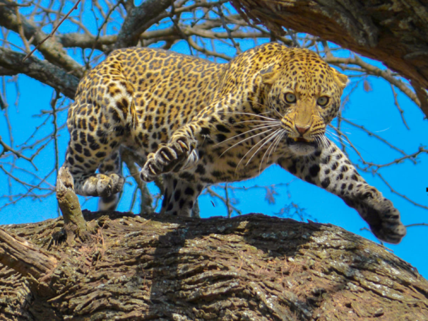 KIRIRWE TRACKKING SAFARIS LTD