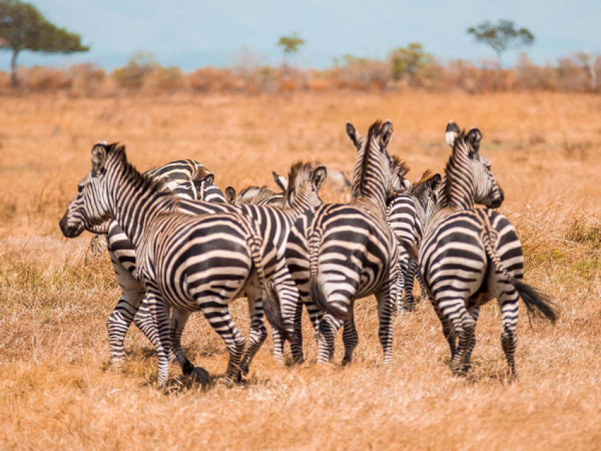 safari gateway Ltd