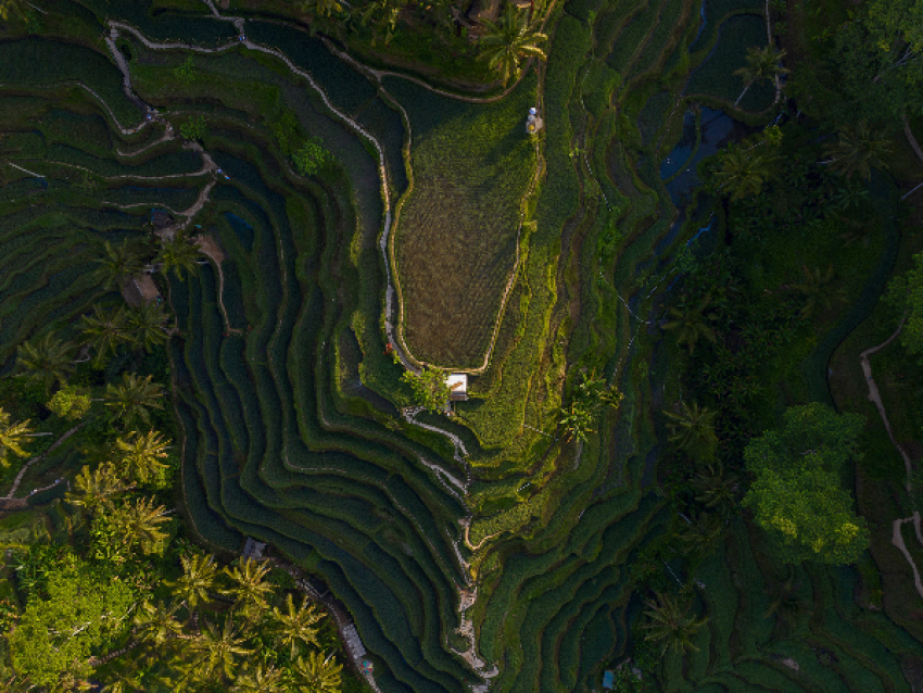 塔加拉朗稻田鸟瞰图