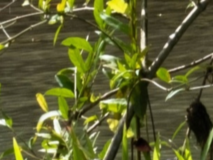 鳄鱼